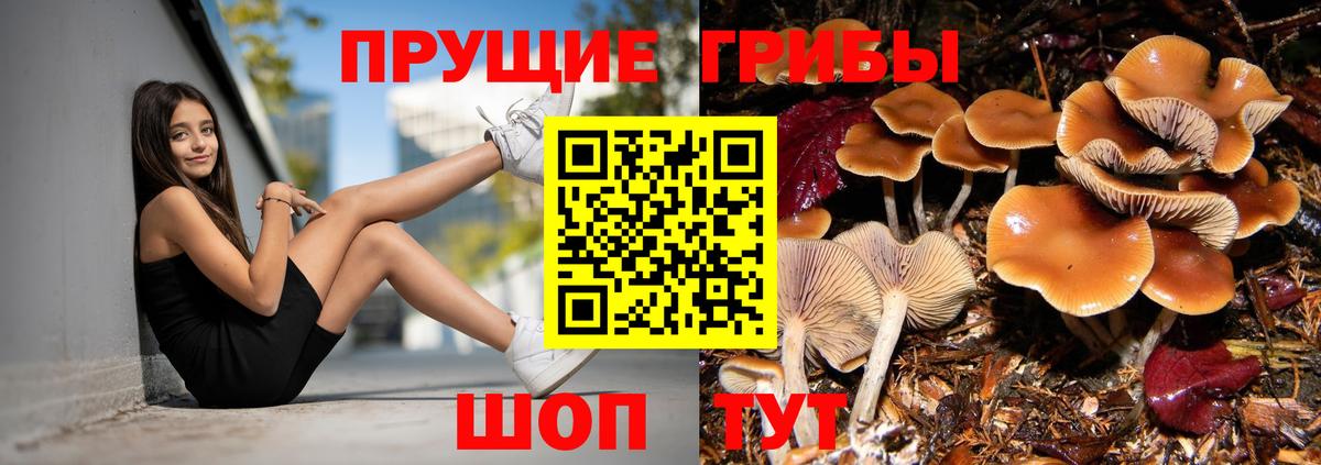 Моздок  Псилоцибиновые грибы ЛСД  Вход с VPN  Псилоцибиновые грибы Psilocybe 